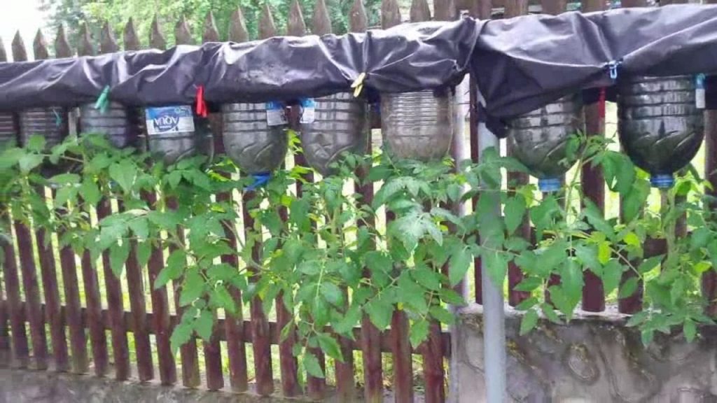 Соседи думали мы сошли с ума: высадили помидоры прямо в бутылки