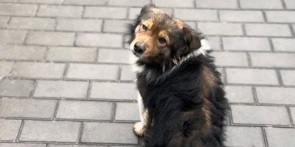 У Києві ввели нові правила для всіх власників собак