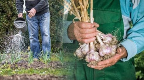Одного разу підлийте цим часник – і він виросте з кулак