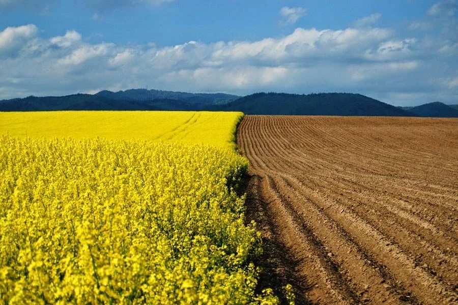 Ціни на українську землю стрімко зростають: де найдорожче