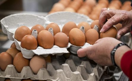 В Україні знизилися ціни на яйця: скільки тепер коштує десяток