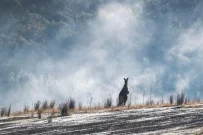 Australia sub asediul iernii: cel mai mare episod de ninsoare din ultimele decenii