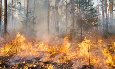 Найвищі викиди від лісових пожеж з початку вимірювань