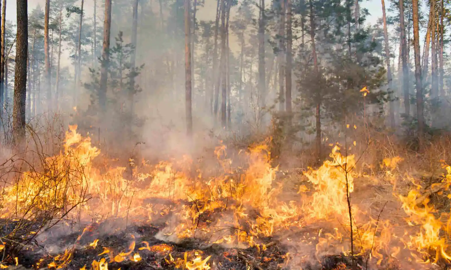Найвищі викиди від лісових пожеж з початку вимірювань