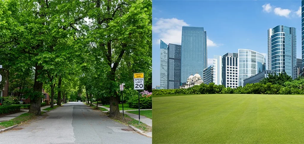 Дерева в містах знижують ризик серцево-судинних захворювань краще, ніж газони