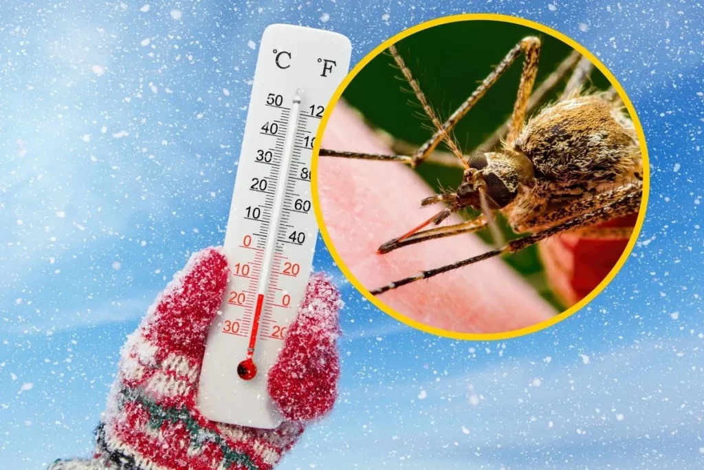 Суровая зима не гарантирует снижение численности комаров и клещей — мнение эксперта