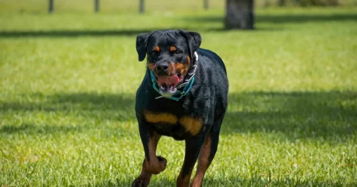 Найкращі сторожові породи собак для дому: шість надійних охоронців