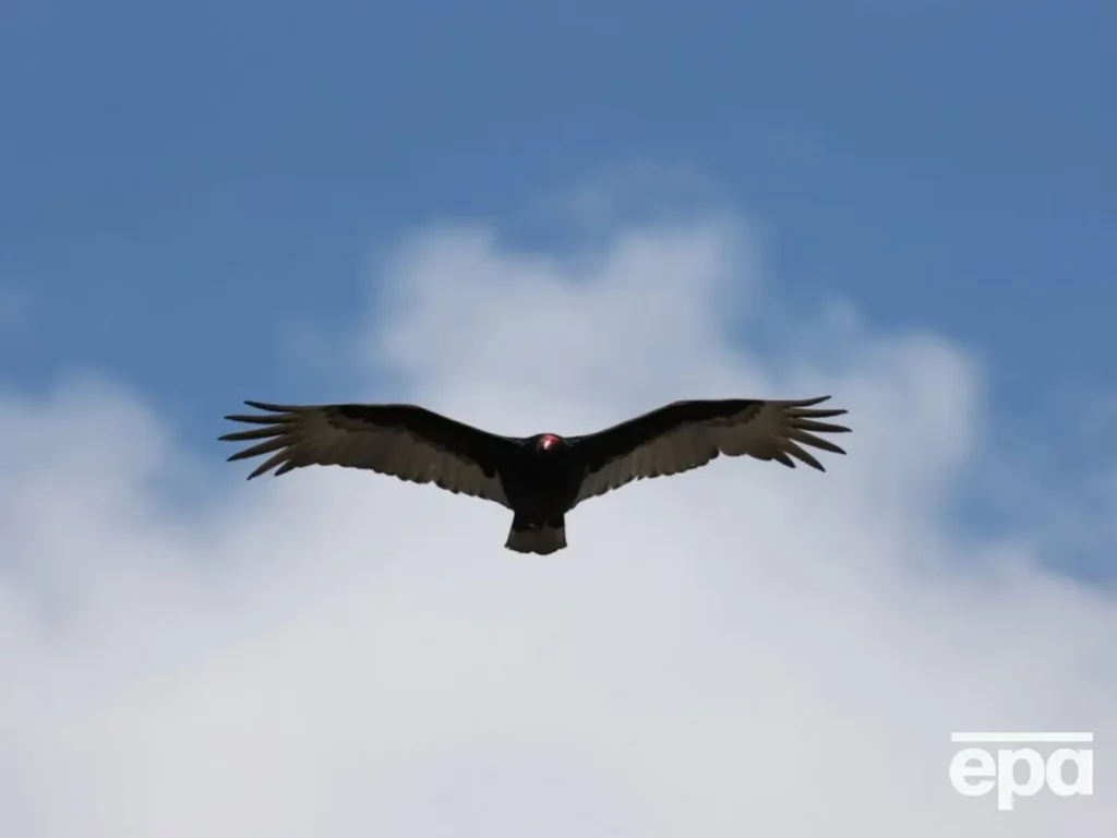 В Колумбії американський гриф бив у церковний дзвін перед землетрусом