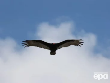 В Колумбії американський гриф бив у церковний дзвін перед землетрусом